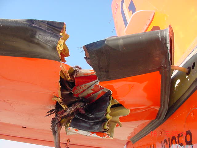 BirdStrike4.jpg