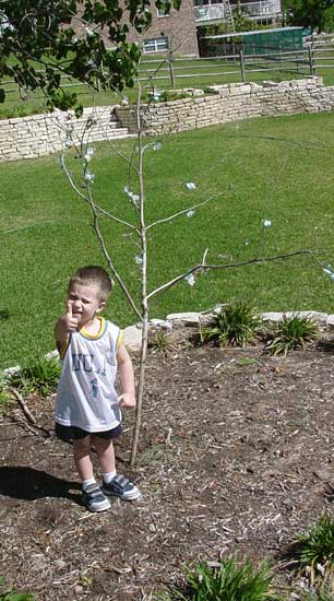 m&mtree.jpg