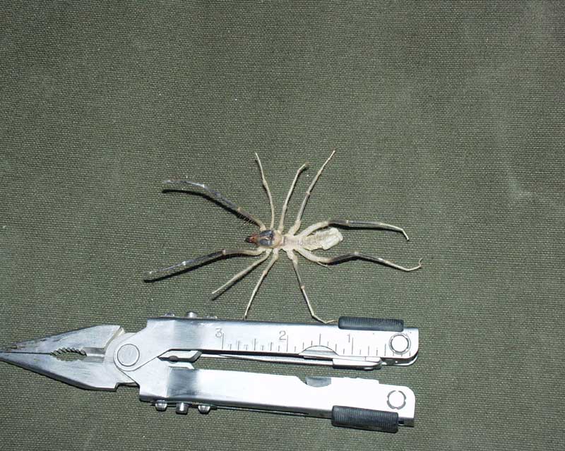scarybug.jpg